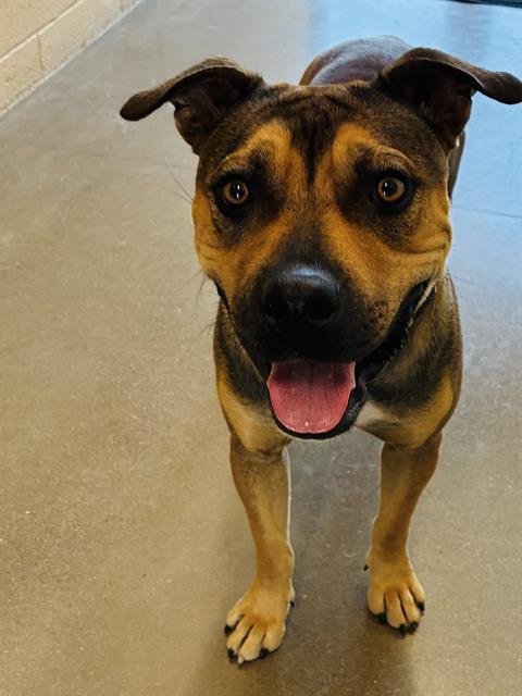 Enlarge HOPE, a Adoptable mixed breed in Globe, AZ image 1/1