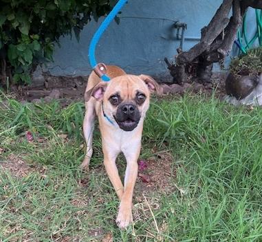 Enlarge Dillan, a Adoptable mixed breed in Los Angeles, CA image 1/4