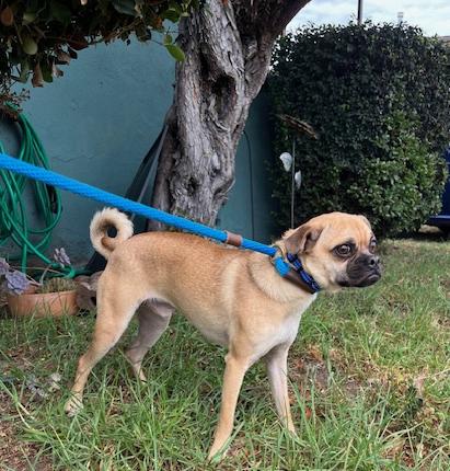 Enlarge Dillan, a Adoptable mixed breed in Los Angeles, CA image 2/4