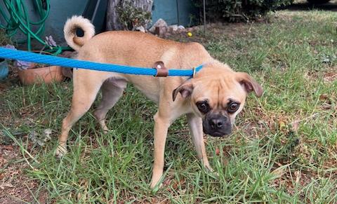 Enlarge Dillan, a Adoptable mixed breed in Los Angeles, CA image 4/4