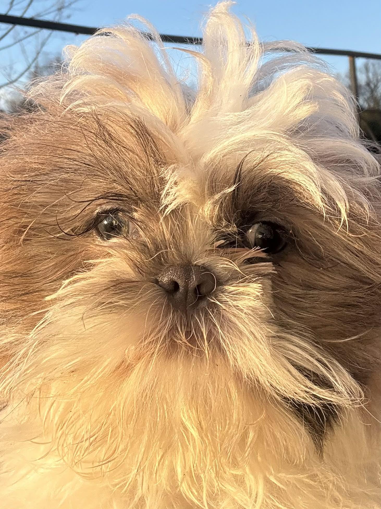 Sweet Pea, Adopted, Young Female Shih Tzu.