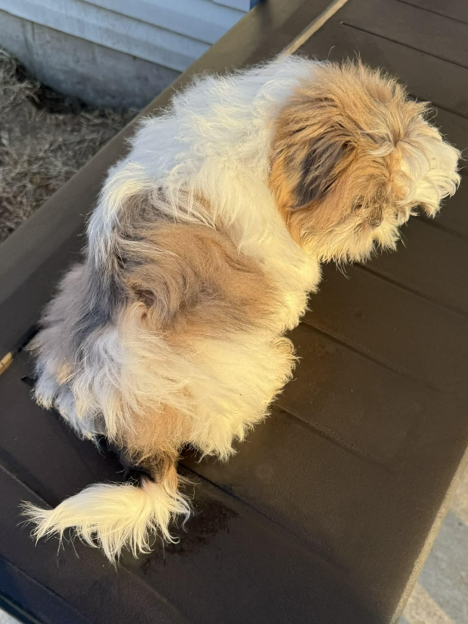 Enlarge Sweet Pea, a Adopted Shih Tzu in Florissant, MO image 2/4