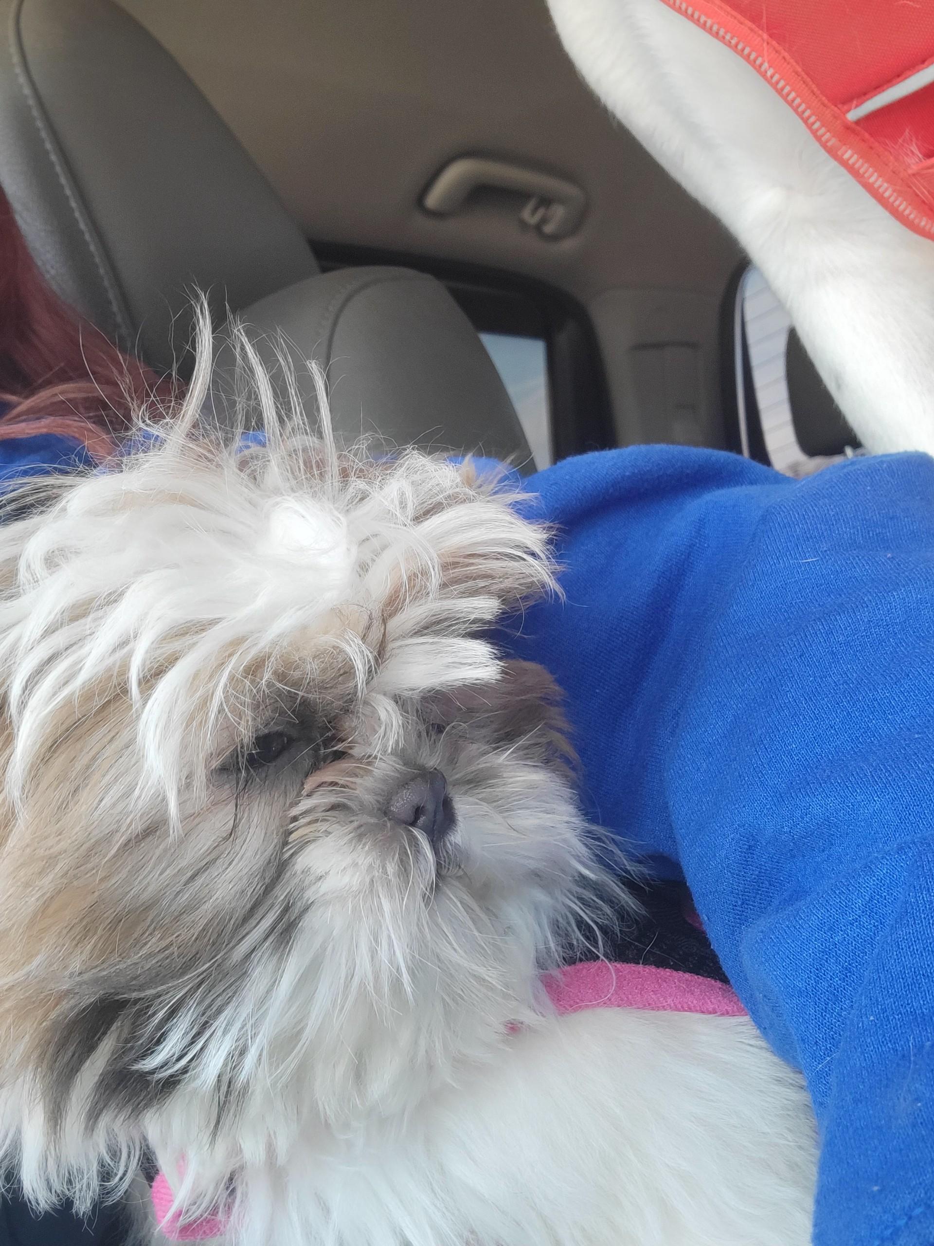 Enlarge Sweet Pea, a Adopted Shih Tzu in Florissant, MO image 4/4