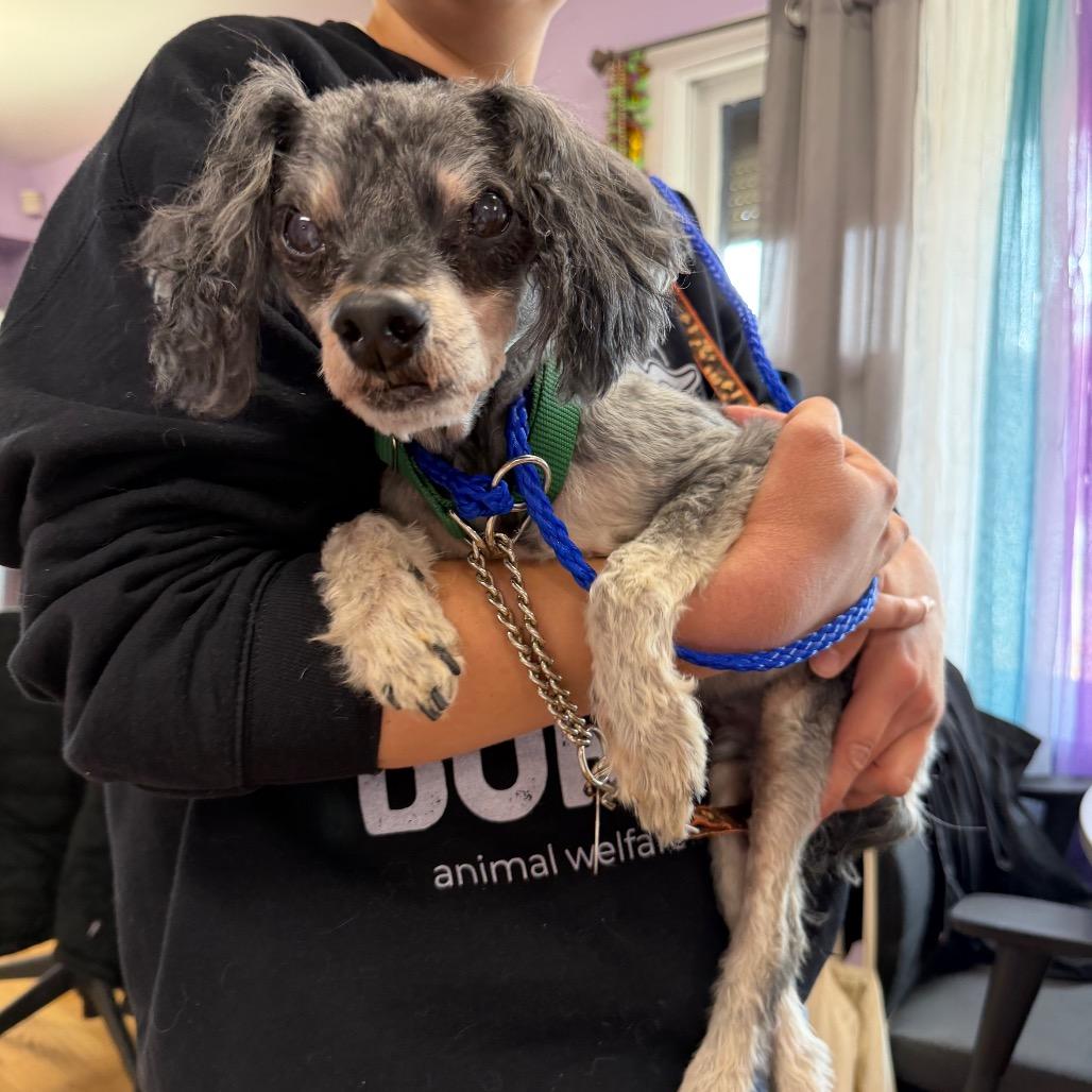Alien, a Adoptable Lhasa Apso in Northbrook, IL image 1/6