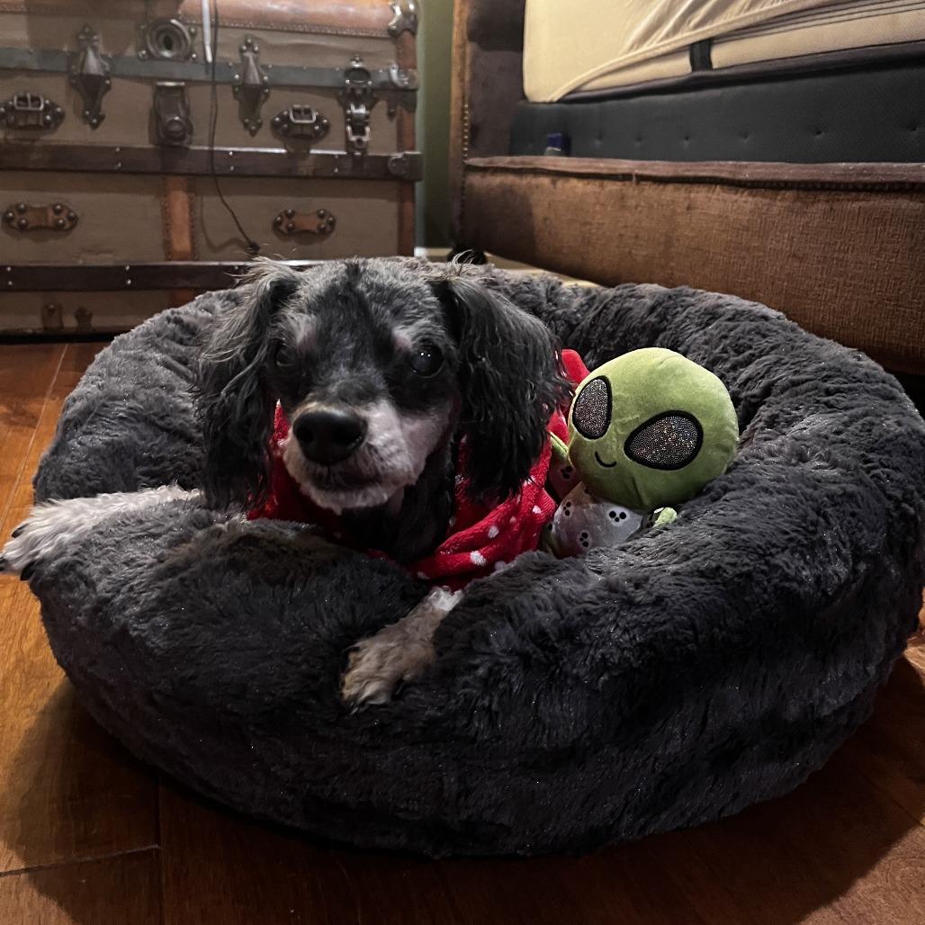 Alien, a Adoptable Lhasa Apso in Northbrook, IL image 3/6