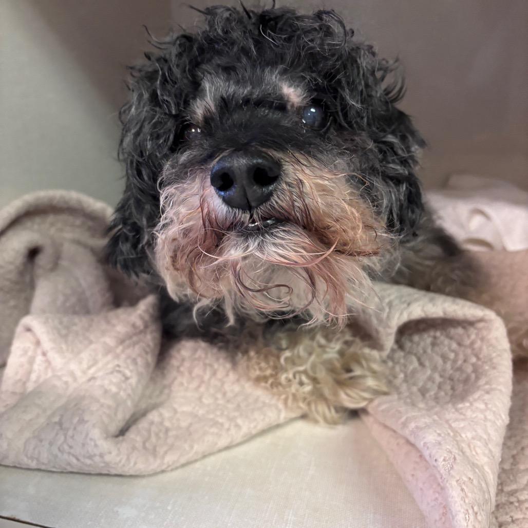 Alien, a Adoptable Lhasa Apso in Northbrook, IL image 5/6