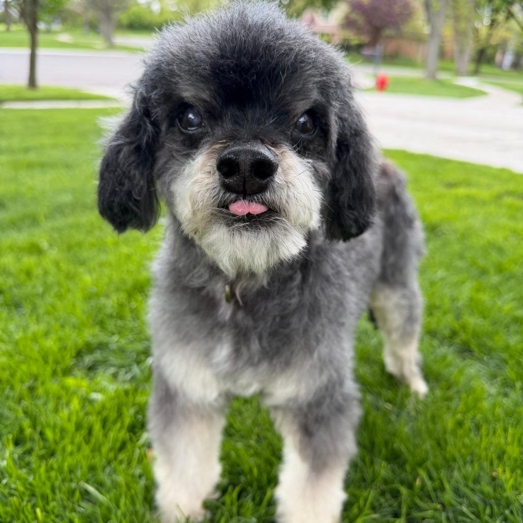 Alien, a Adoptable Lhasa Apso in Northbrook, IL image 6/6