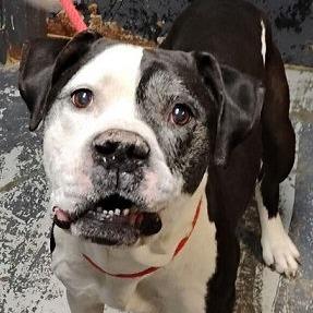 Gallagher 22508, Adoptable, Senior Male American Bulldog & Mixed Breed.