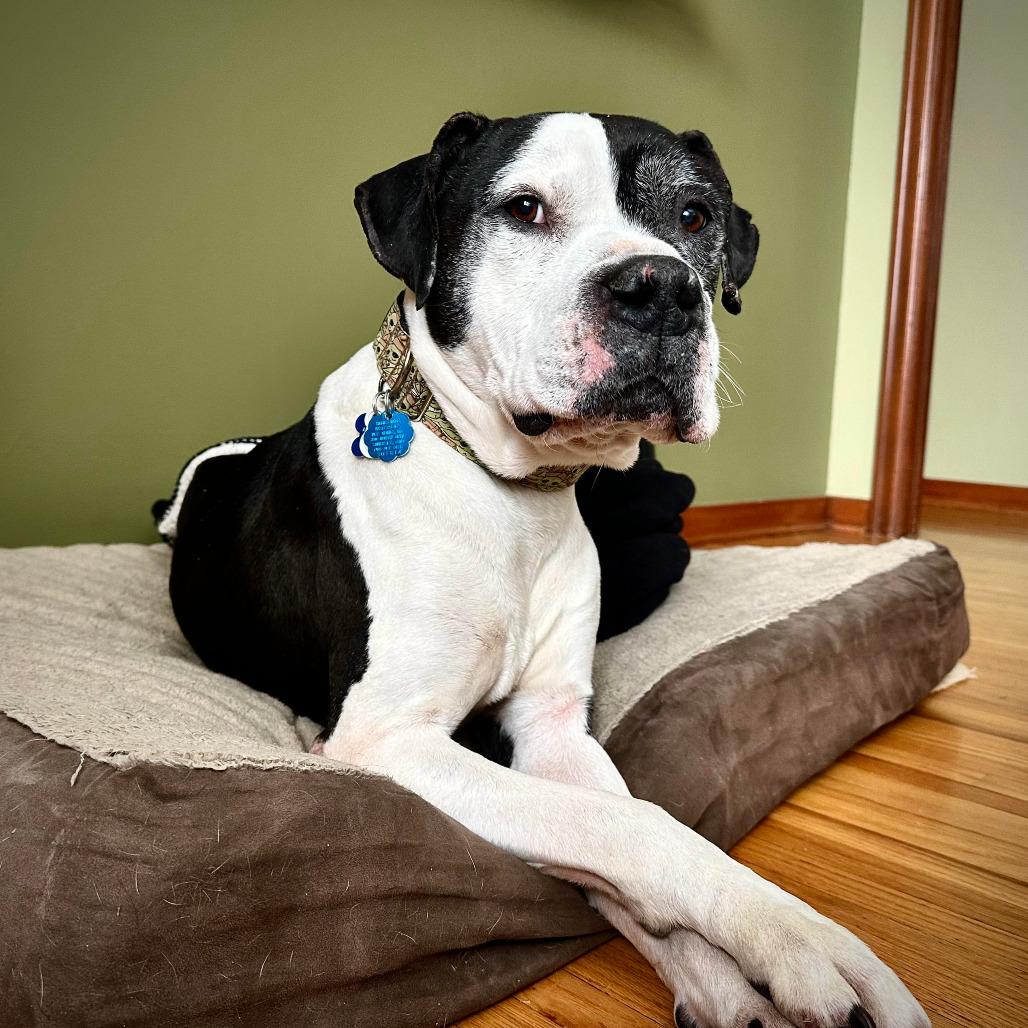 Gallagher 22508, a Adoptable mixed breed in Minneapolis, MN image 2/6