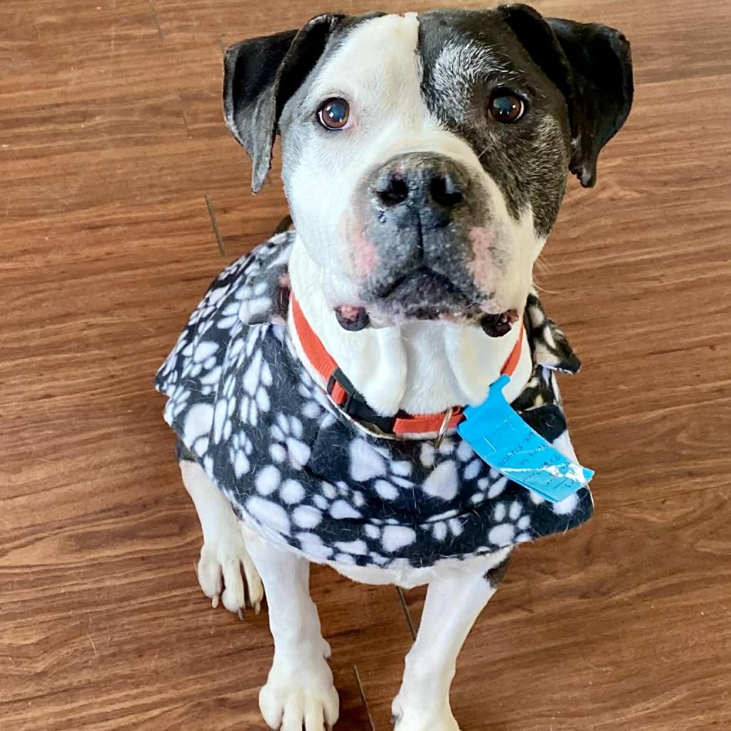 Gallagher 22508, a Adoptable mixed breed in Minneapolis, MN image 3/6
