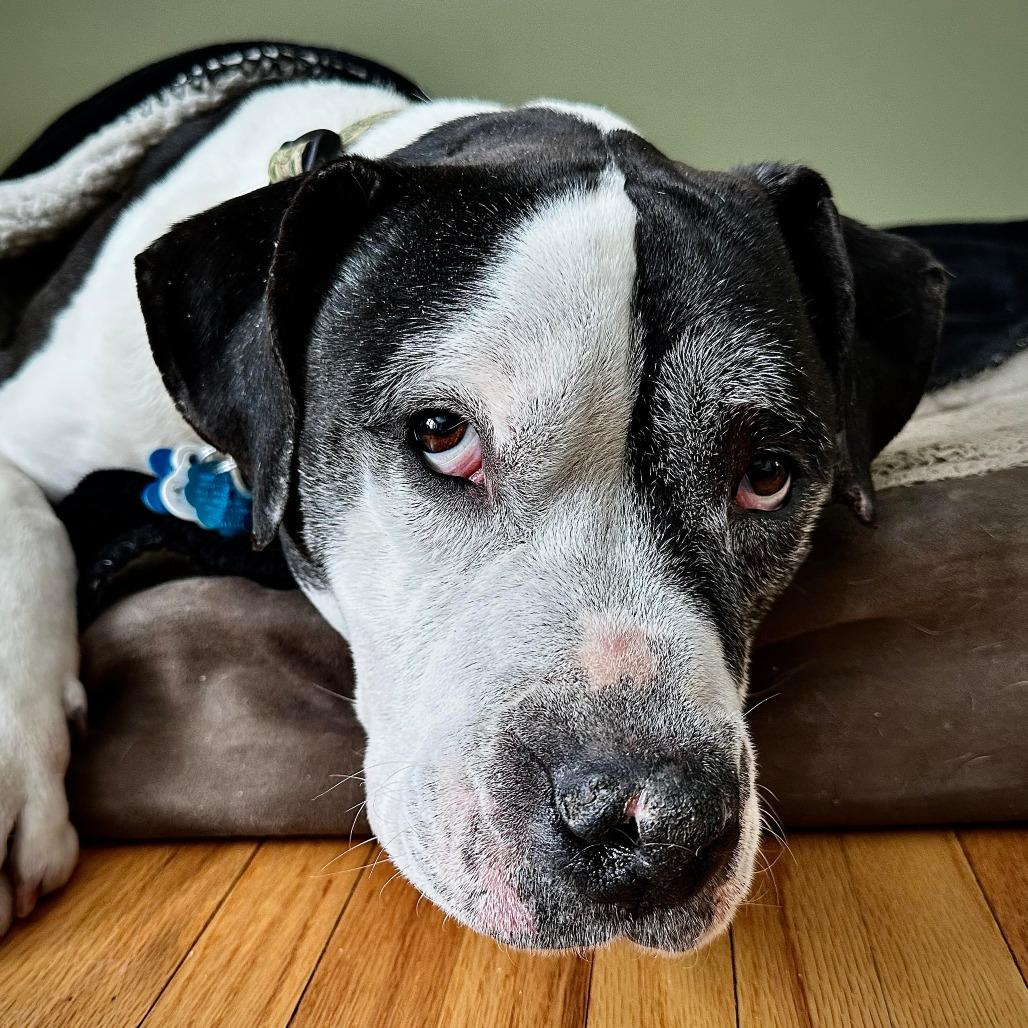 Gallagher 22508, a Adoptable mixed breed in Minneapolis, MN image 4/6