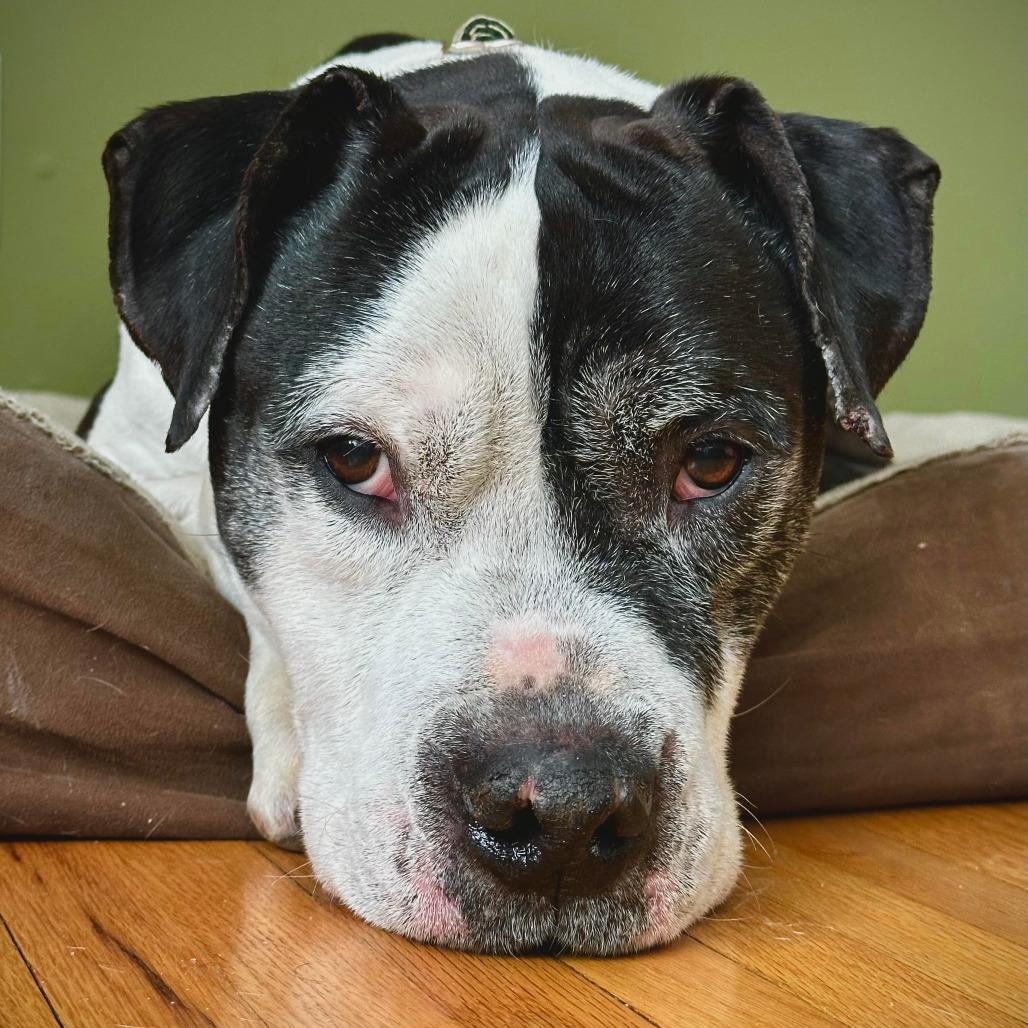 Gallagher 22508, a Adoptable mixed breed in Minneapolis, MN image 5/6