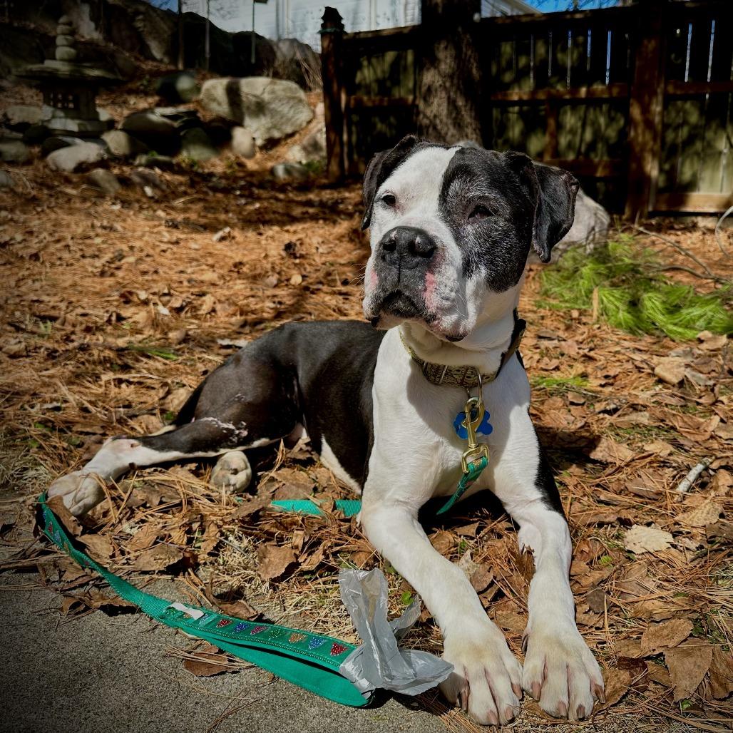 Gallagher 22508, a Adoptable mixed breed in Minneapolis, MN image 6/6