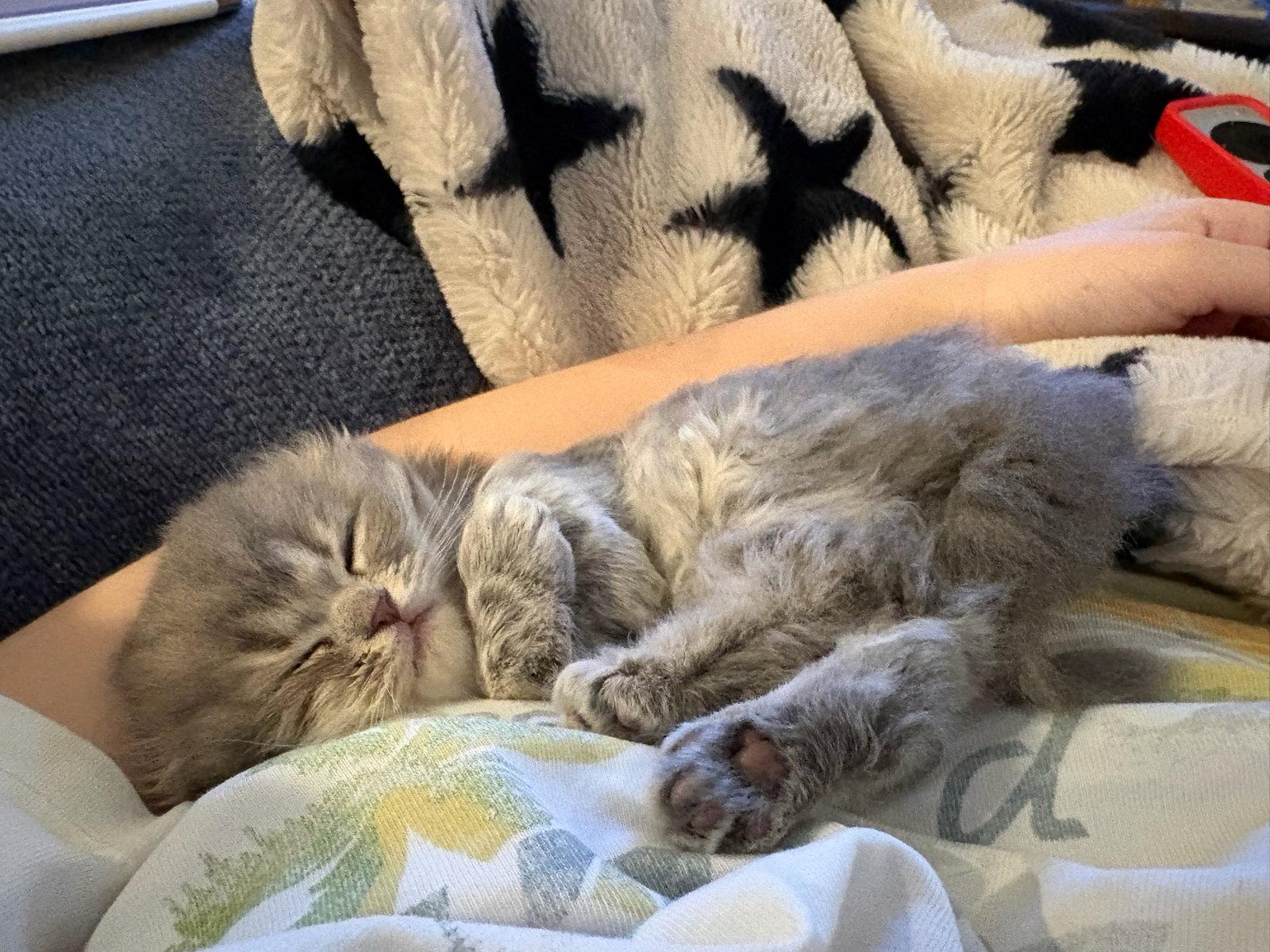 Blue, a Adopted Scottish Fold in Broomall, PA image 1/3