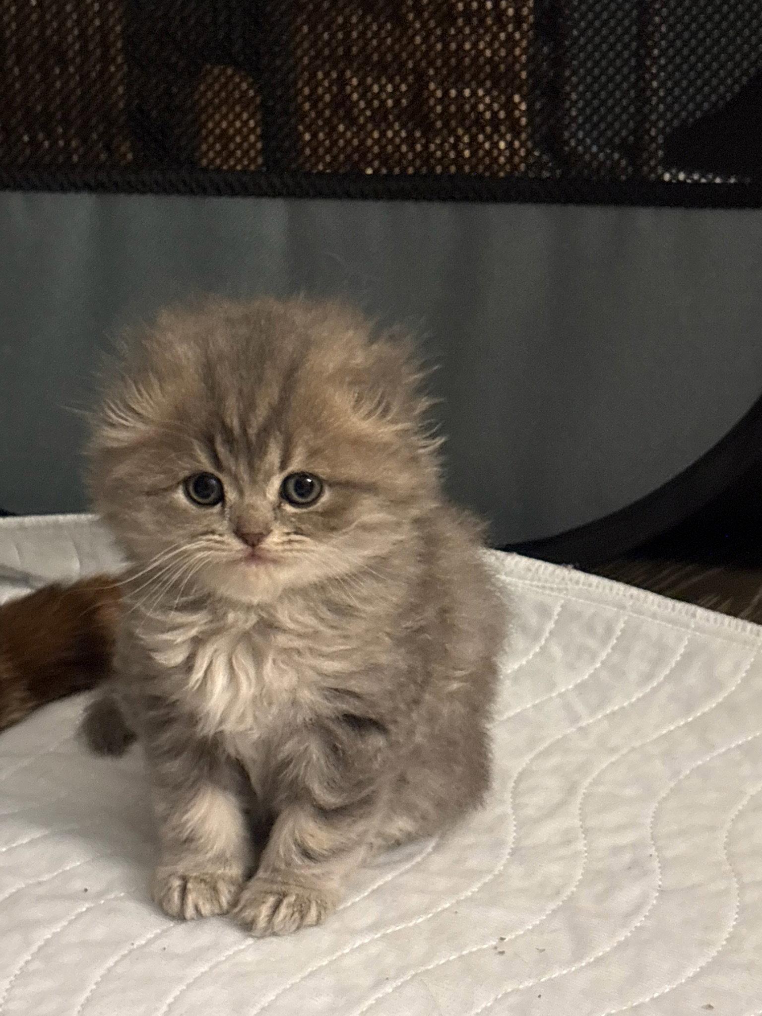 Blue, a Adopted Scottish Fold in Broomall, PA image 2/3