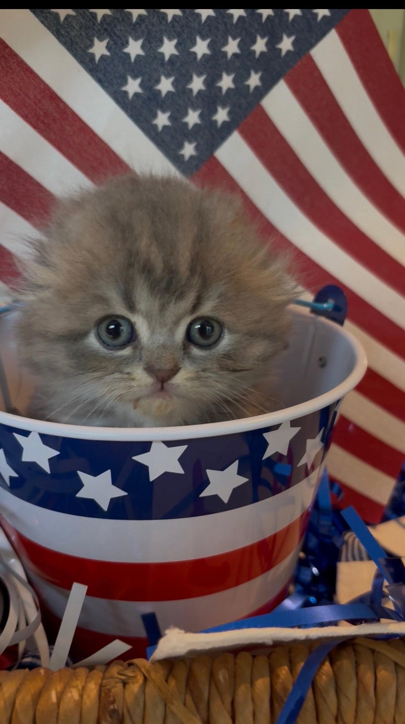 Blue, a Adopted Scottish Fold in Broomall, PA image 3/3
