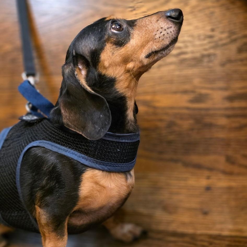 Mo, a Adoptable Dachshund in Lebanon, OH image 2/3