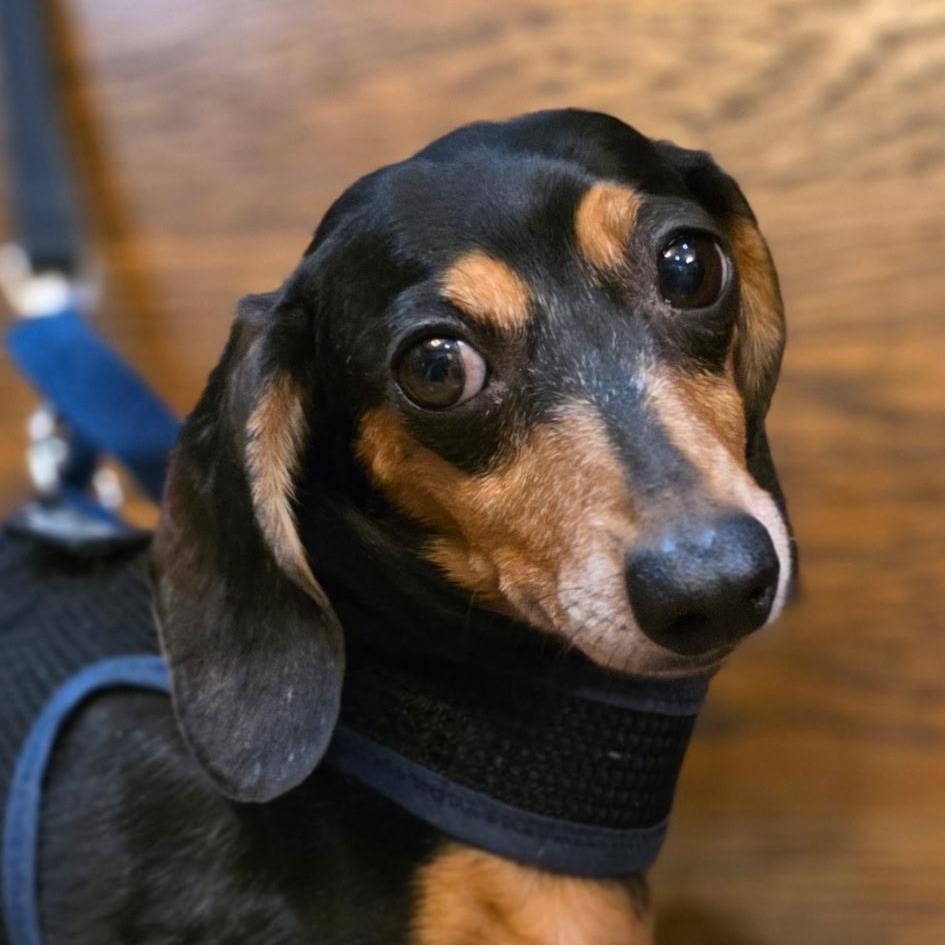 Mo, a Adoptable Dachshund in Lebanon, OH image 3/3