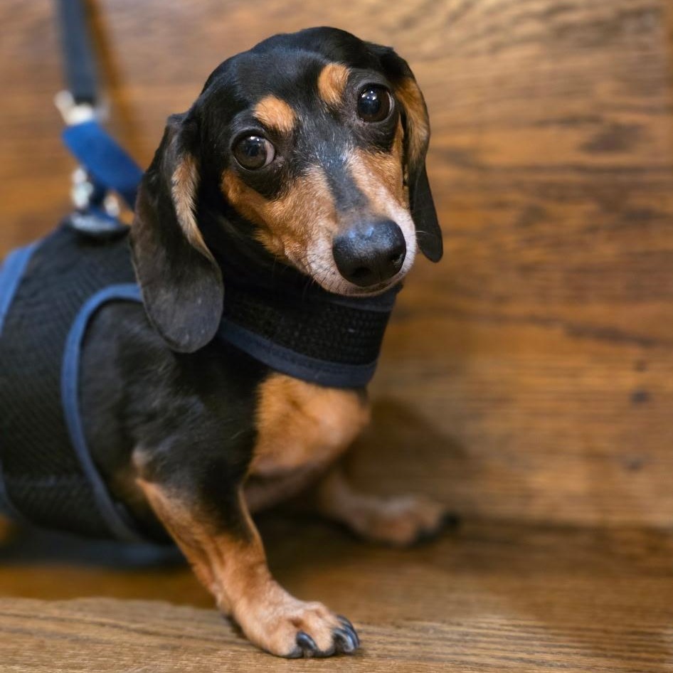 Mo, a Adoptable Dachshund in Lebanon, OH image 1/3