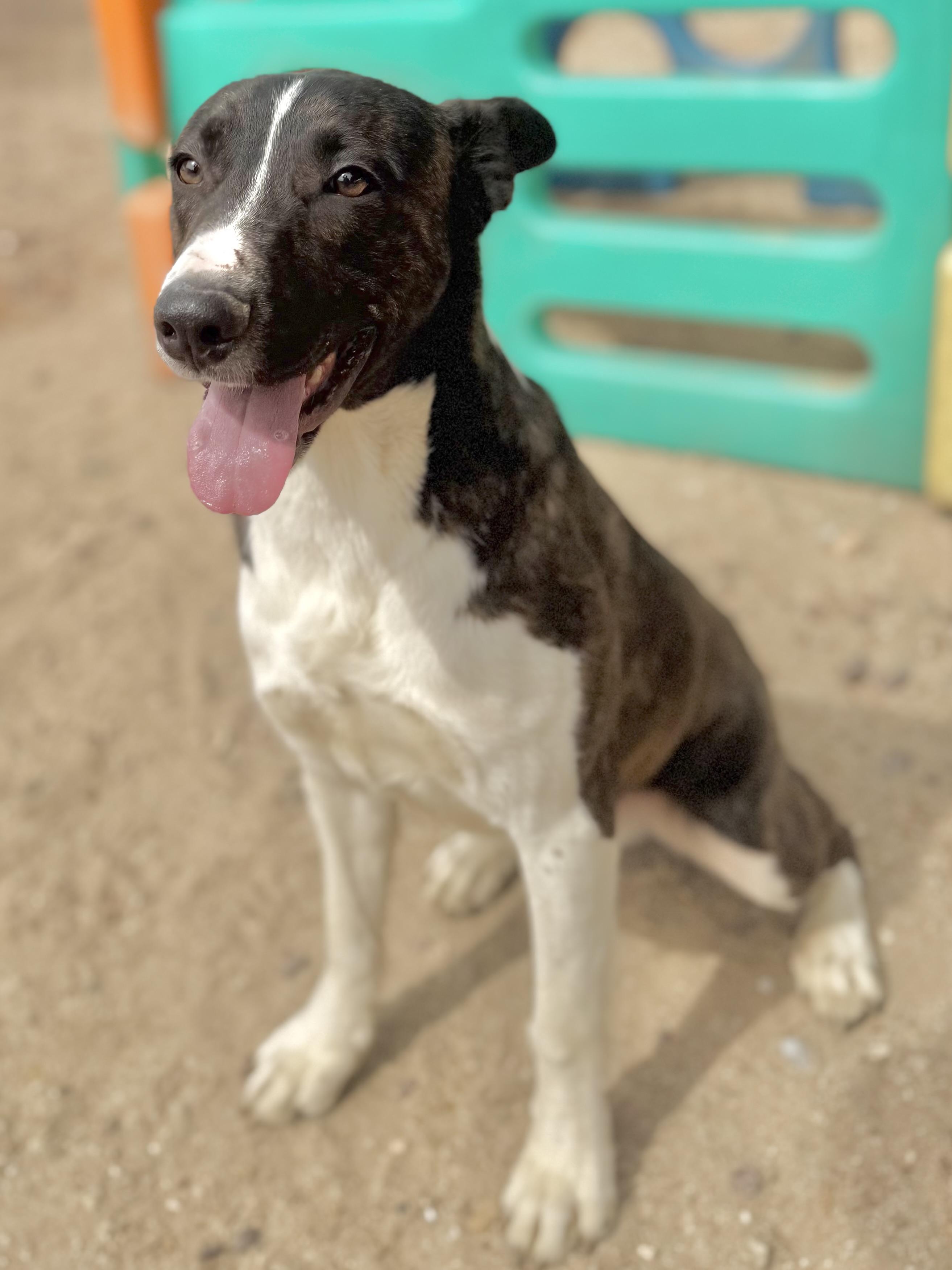 Enlarge Ranger, a Adoptable mixed breed in Hesperia, CA image 4/4