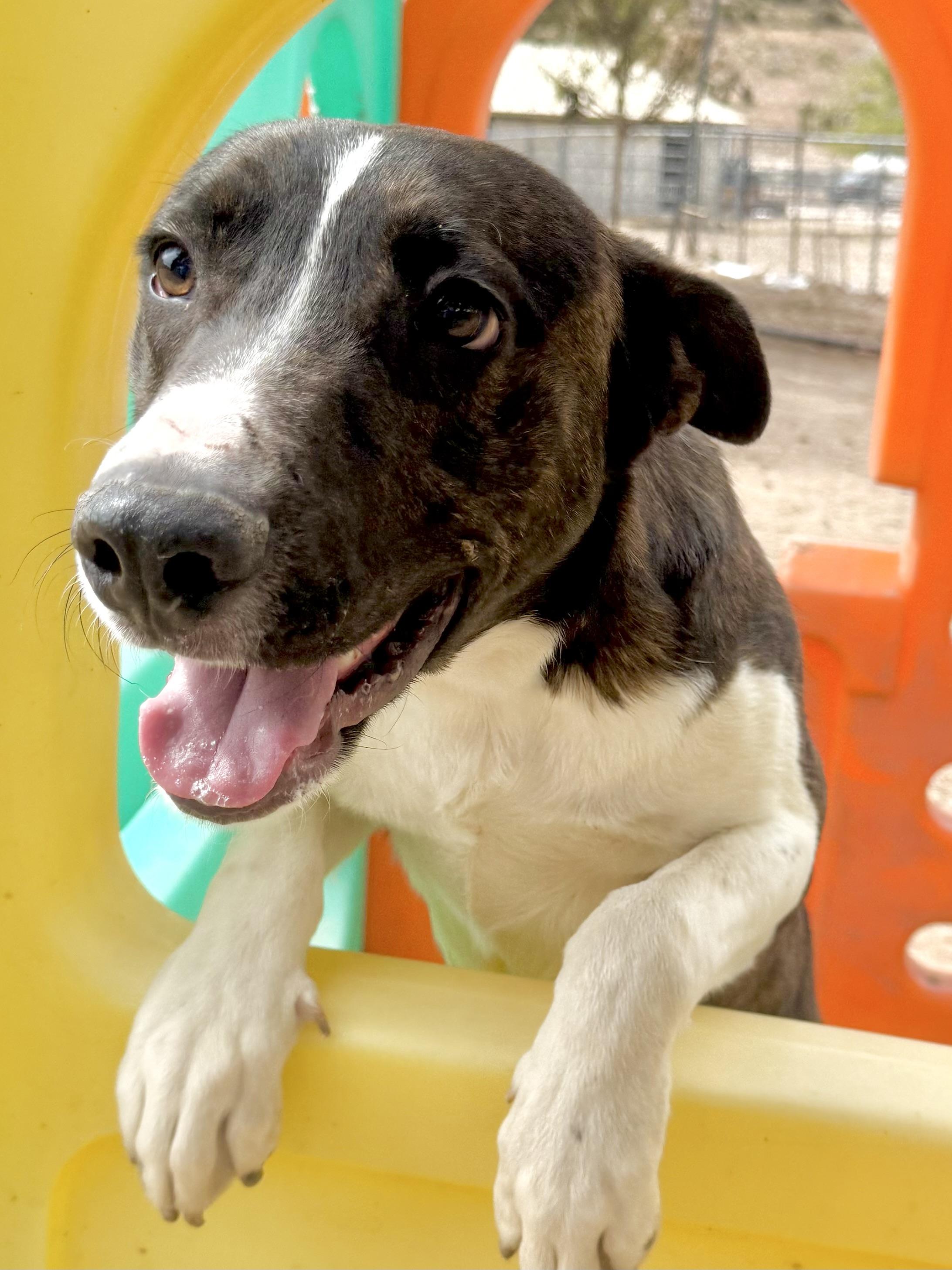 Ranger, Adoptable, Adult Male American Staffordshire Terrier.