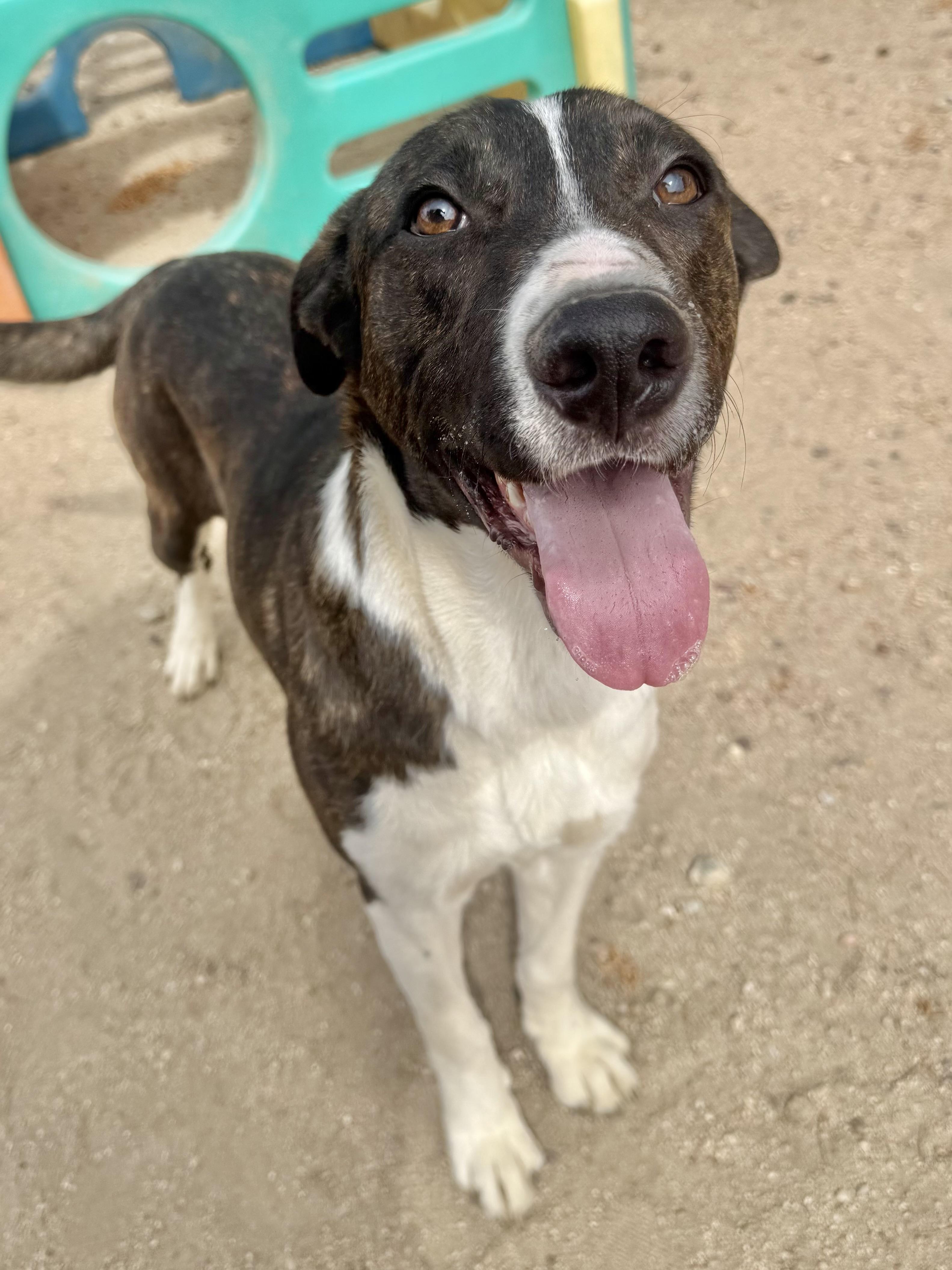 Enlarge Ranger, a Adoptable mixed breed in Hesperia, CA image 3/4