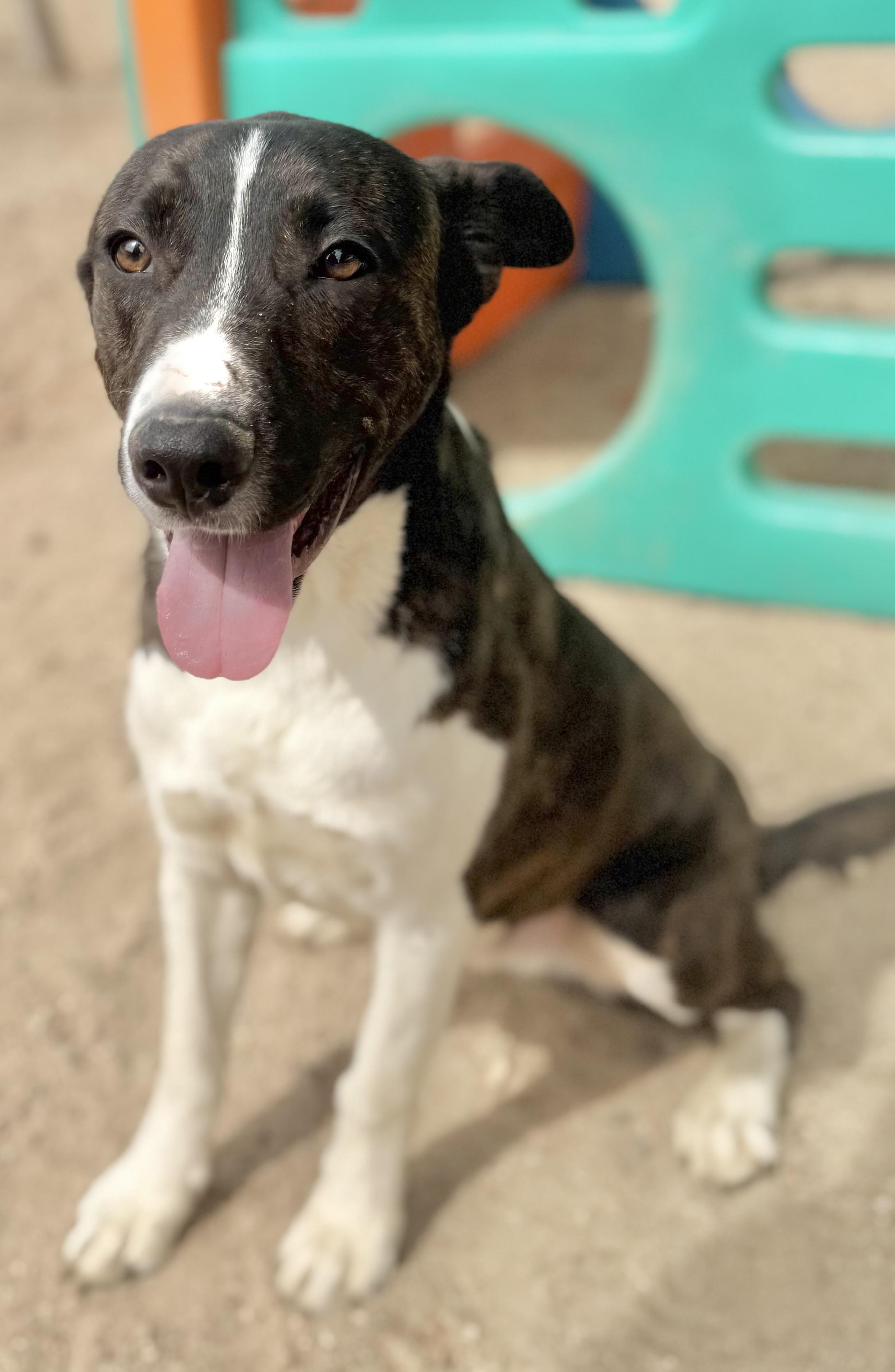 Enlarge Ranger, a Adoptable mixed breed in Hesperia, CA image 2/4