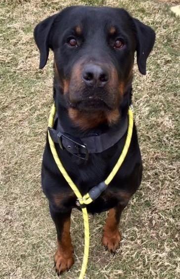 Chops, a ADOPTABLE Rottweiler in Denton, TX image 2/2