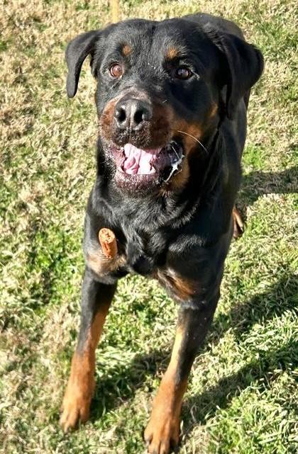 Chops, ADOPTABLE, Adult Male Rottweiler.