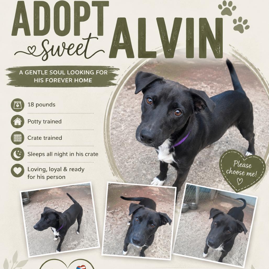 Alvin, Adoptable, Adult Male Mixed Breed.