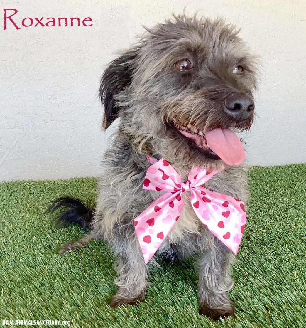 Roxanne