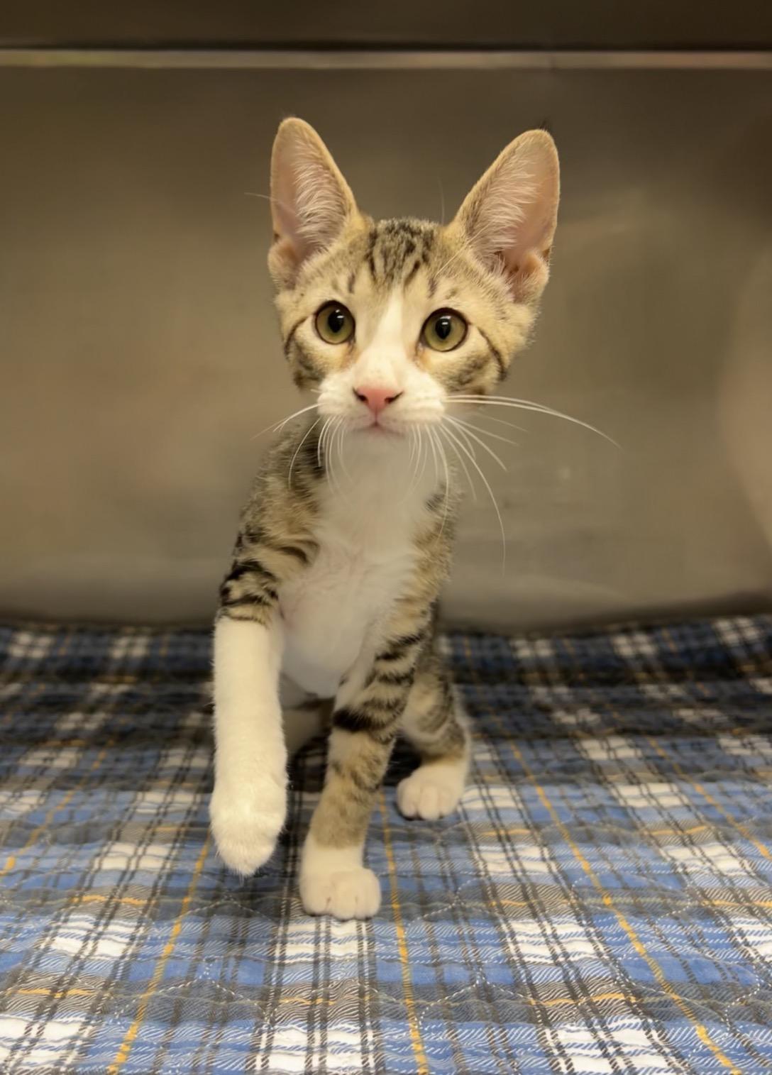 Wrench, a Adoptable Domestic Short Hair in Montville, NJ image 2/5