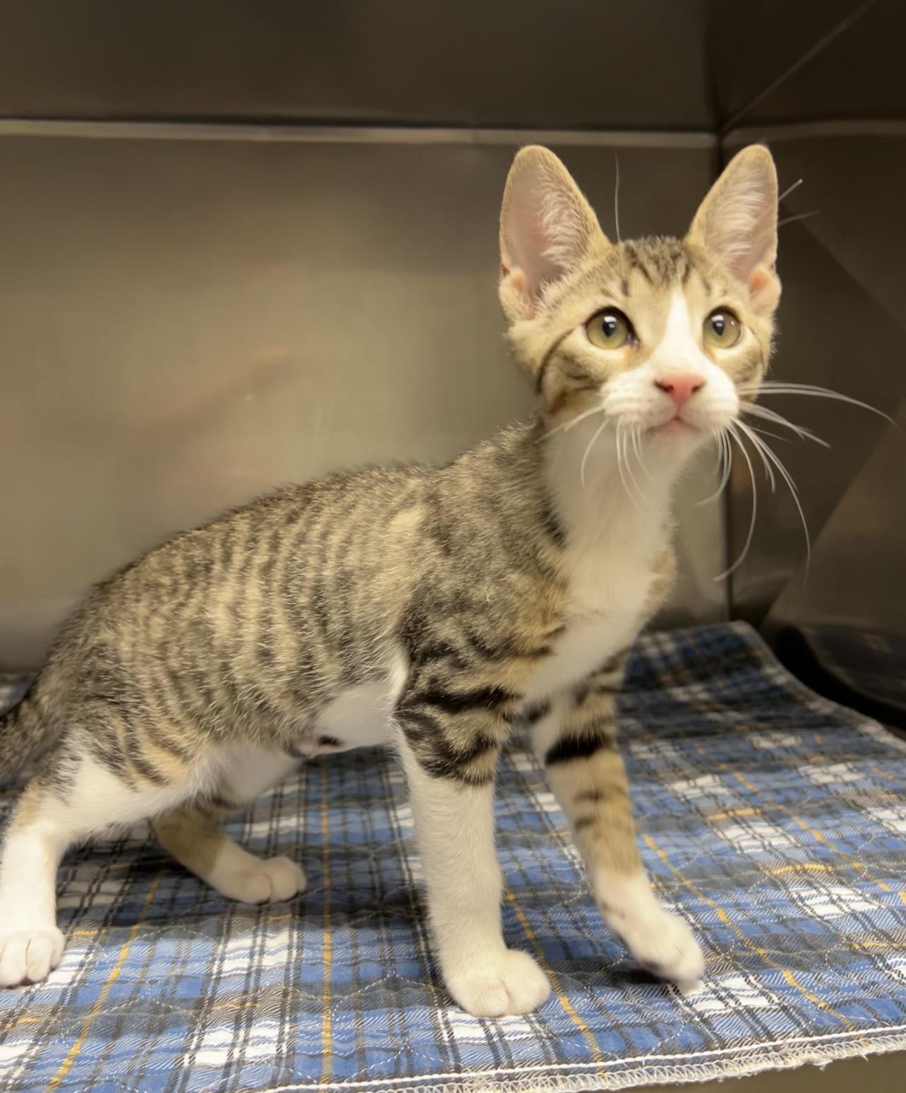 Wrench, a Adoptable Domestic Short Hair in Montville, NJ image 5/5