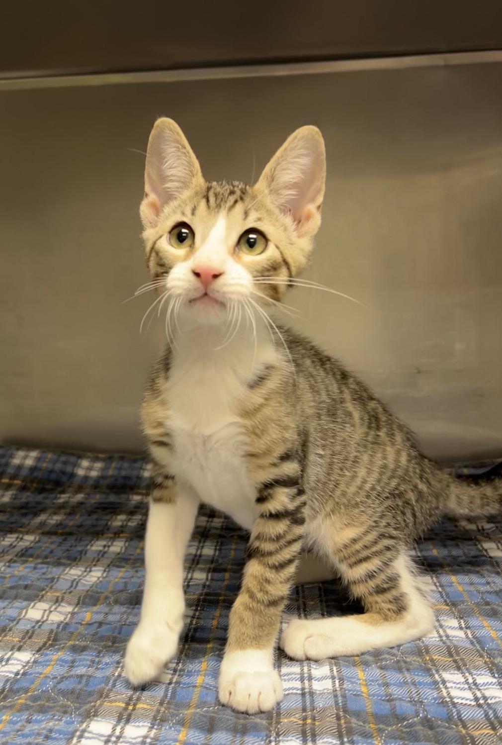 Wrench, Adoptable, Kitten Male Domestic Short Hair.