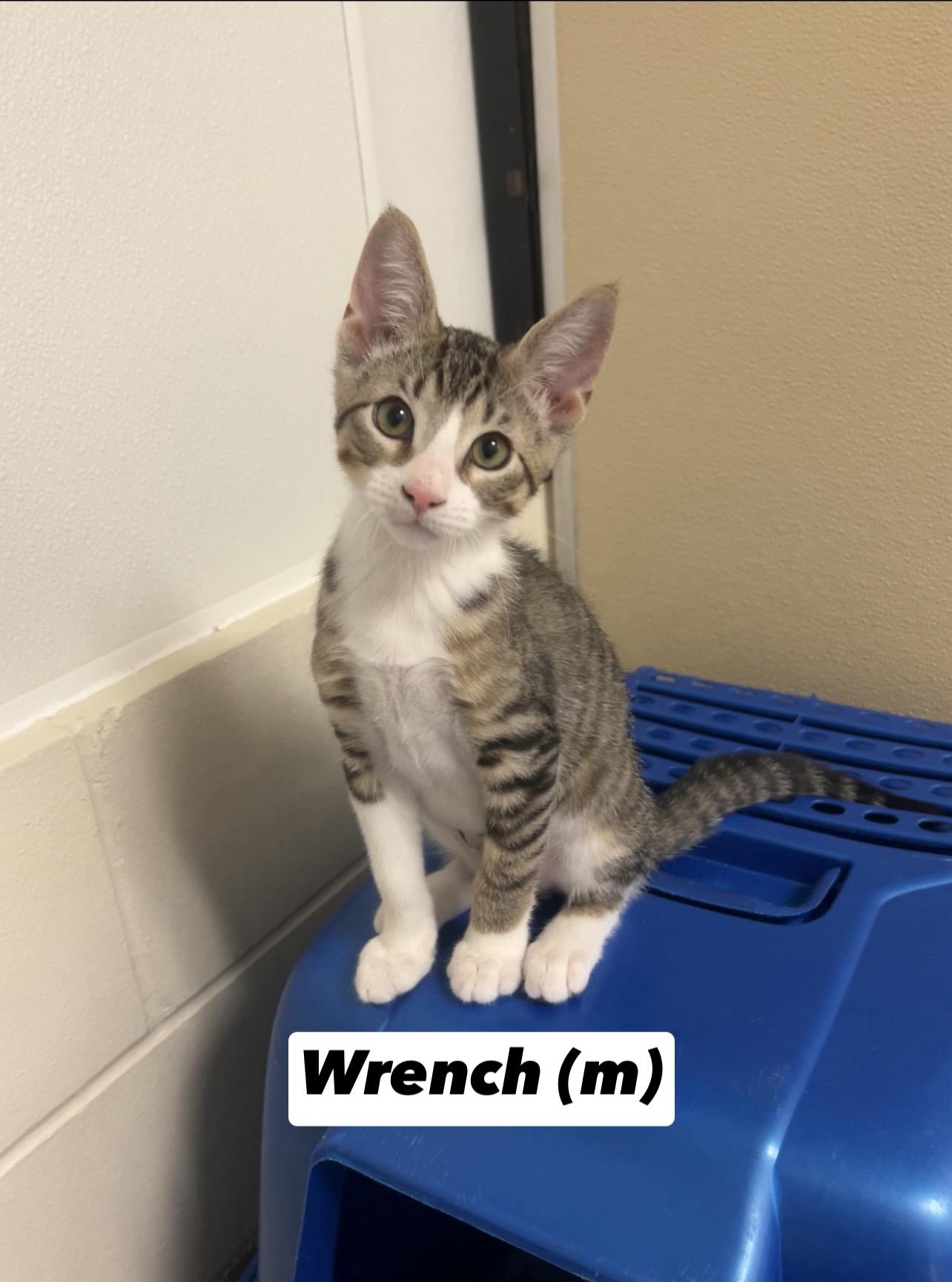 Wrench, a Adoptable Domestic Short Hair in Montville, NJ image 3/5