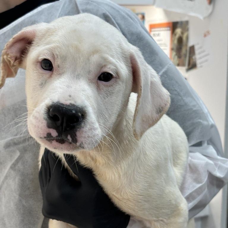 Jonathan, Adoptable, Puppy Male Mixed Breed.