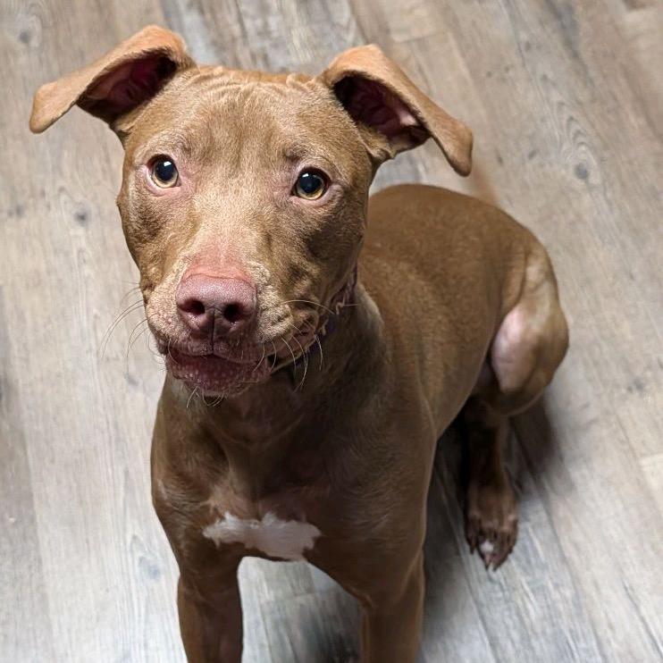Enlarge Serena, a Adoptable Pit Bull Terrier in North Canton, OH image 1/4