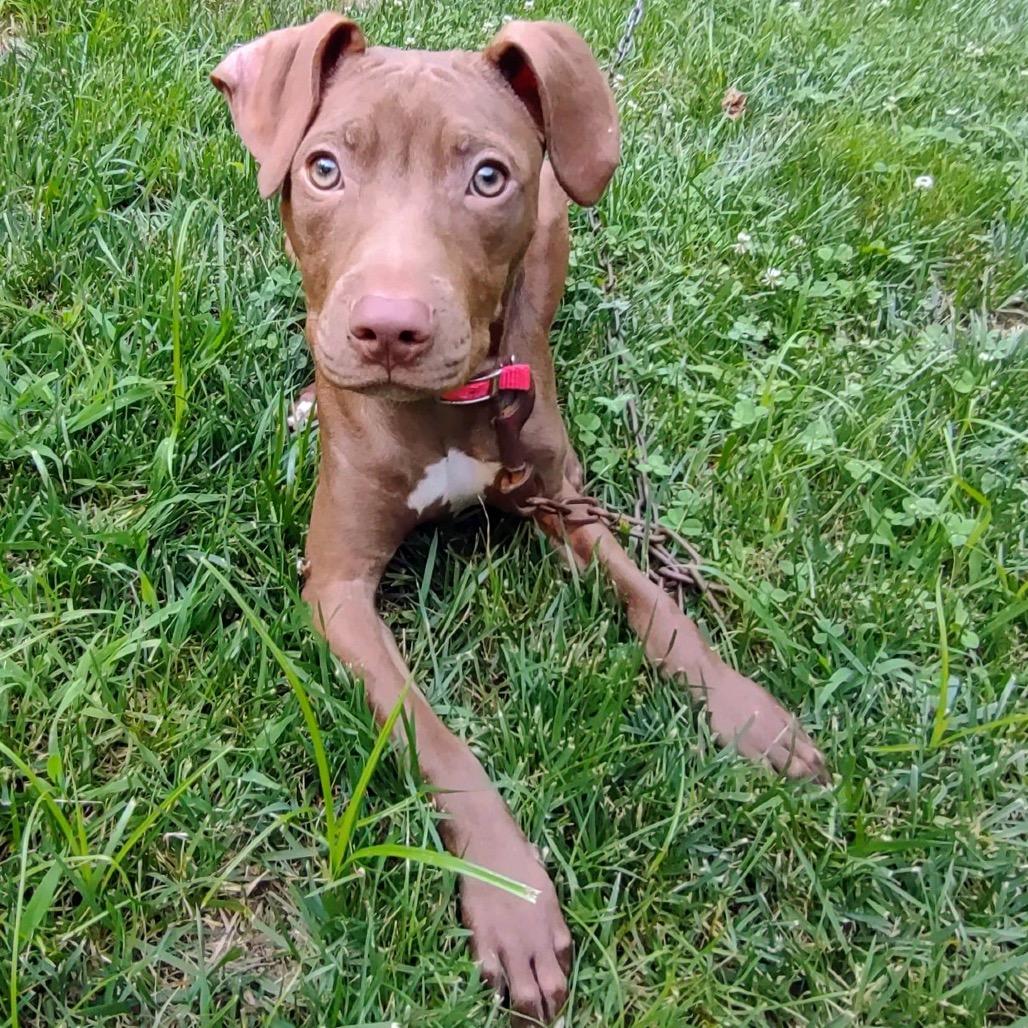 Enlarge Serena, a Adoptable Pit Bull Terrier in North Canton, OH image 2/4