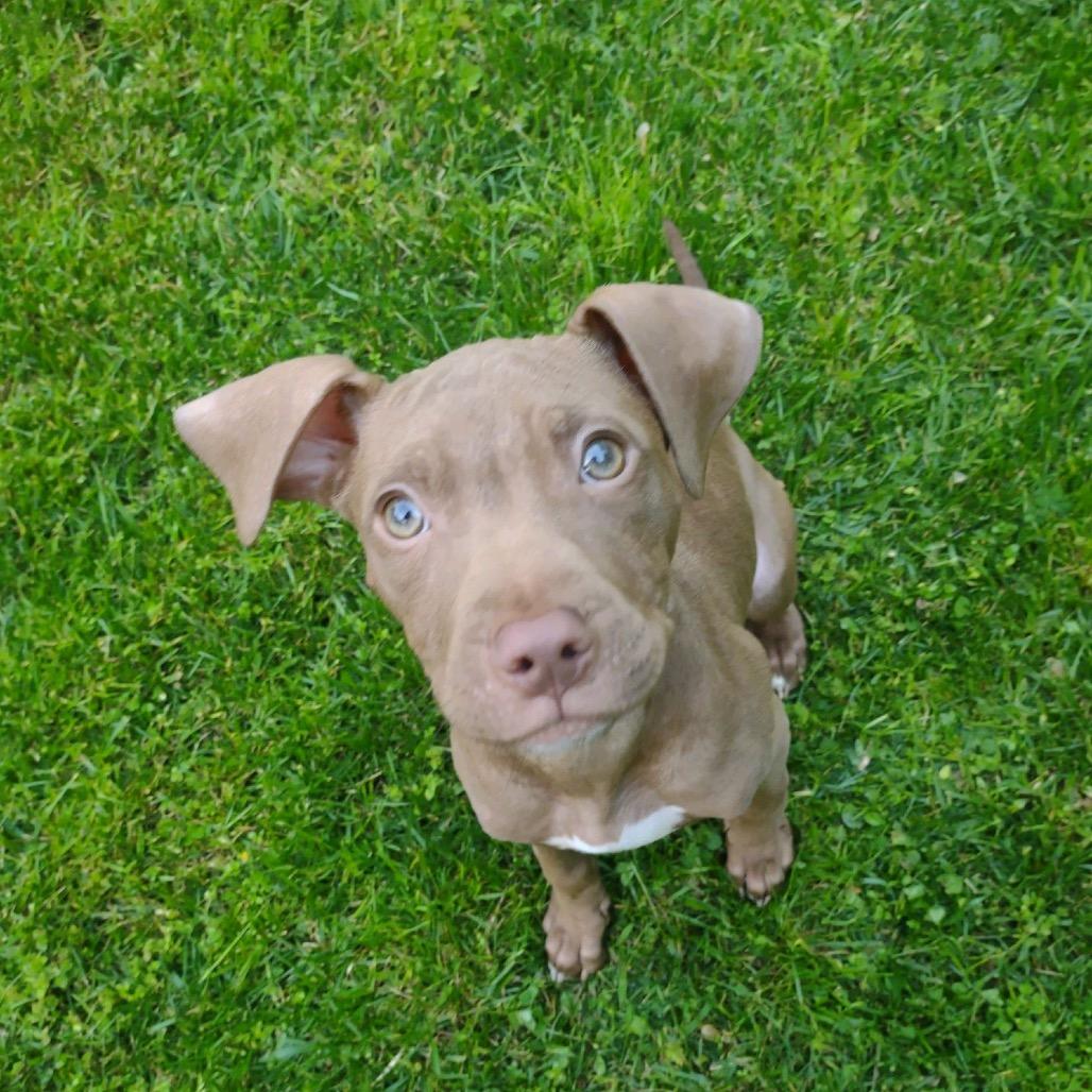 Enlarge Serena, a Adoptable Pit Bull Terrier in North Canton, OH image 3/4