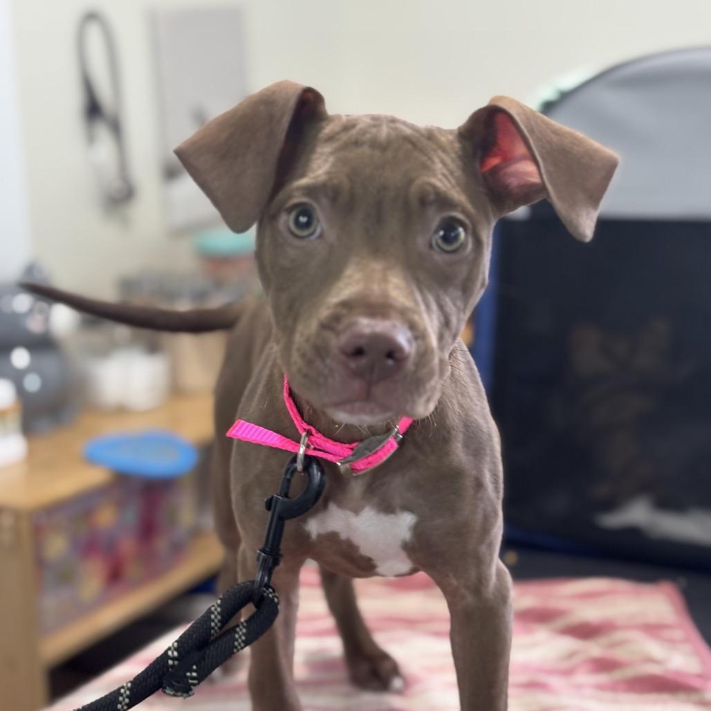Enlarge Serena, a Adoptable Pit Bull Terrier in North Canton, OH image 4/4