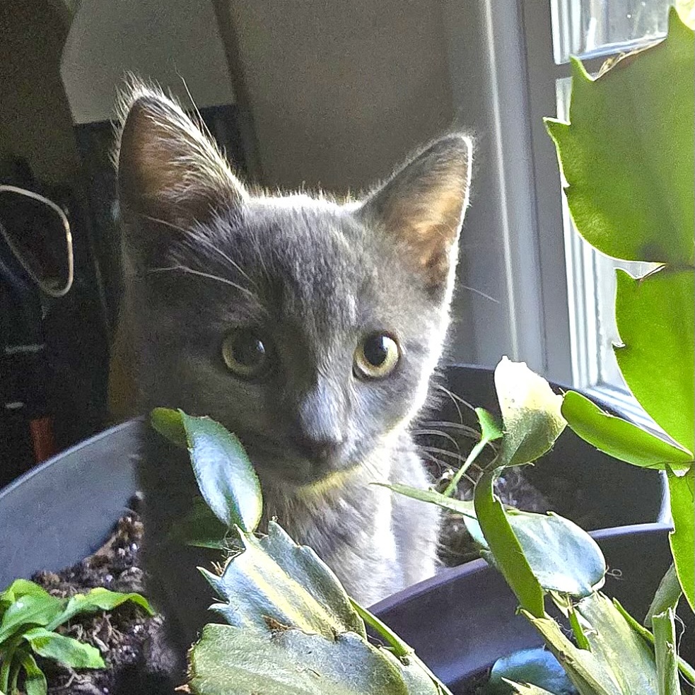 Cat for adoption Dove, a Domestic Short Hair in Goshen, IN Petfinder