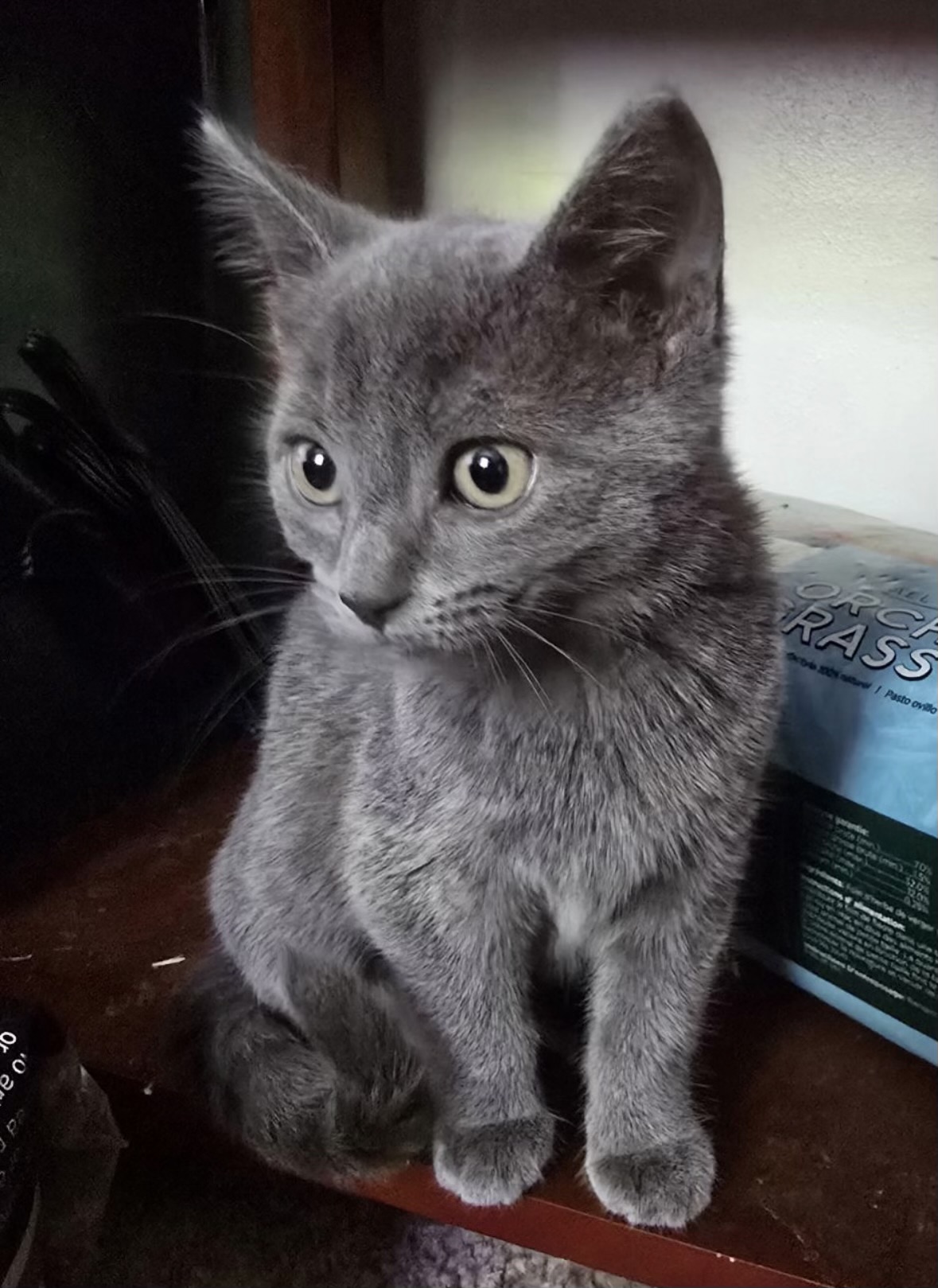 Cat for adoption Dove, a Domestic Short Hair in Goshen, IN Petfinder