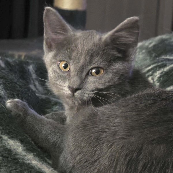 Cat for adoption Dove, a Domestic Short Hair in Goshen, IN Petfinder