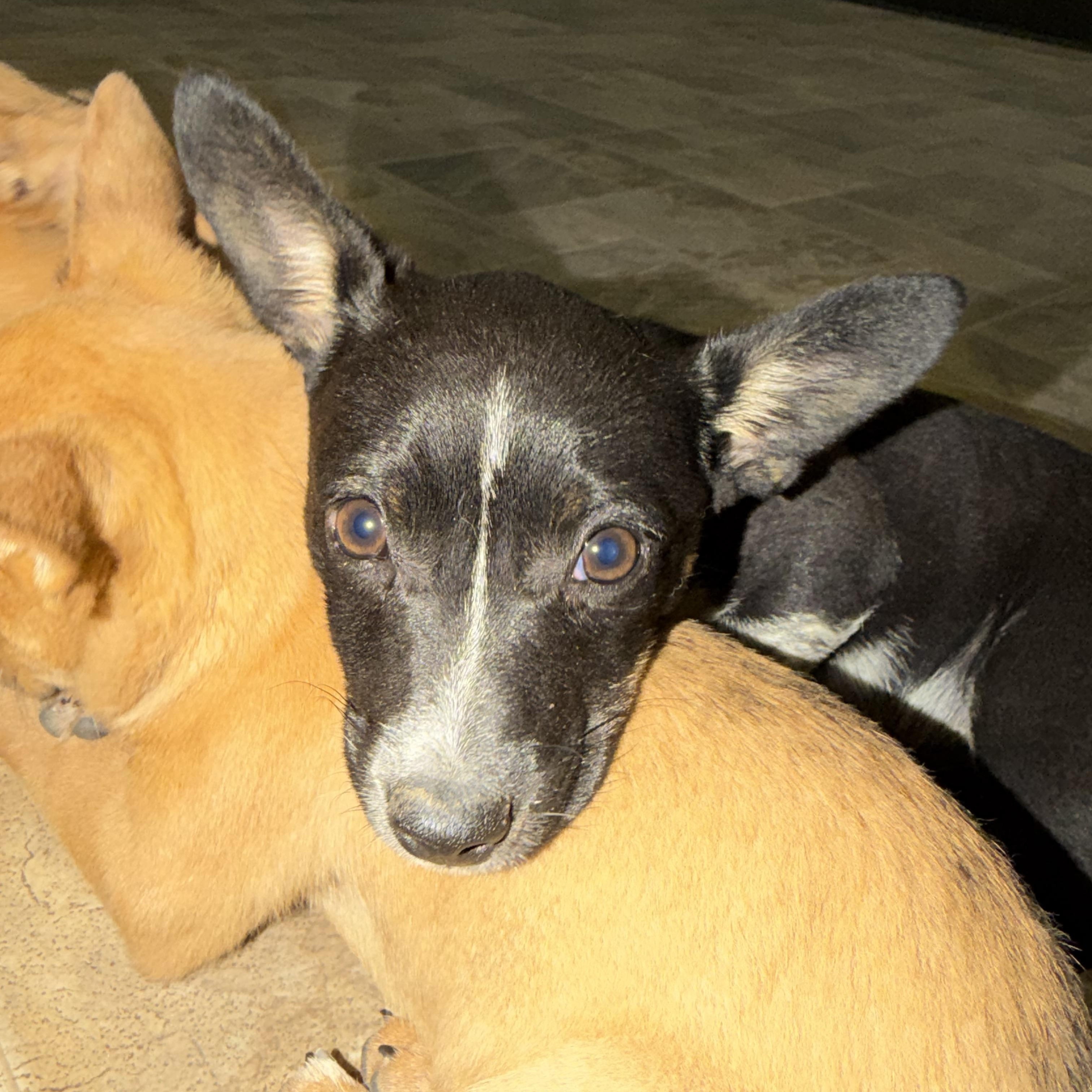 Cinderella, ADOPTABLE, Puppy Female Chihuahua.