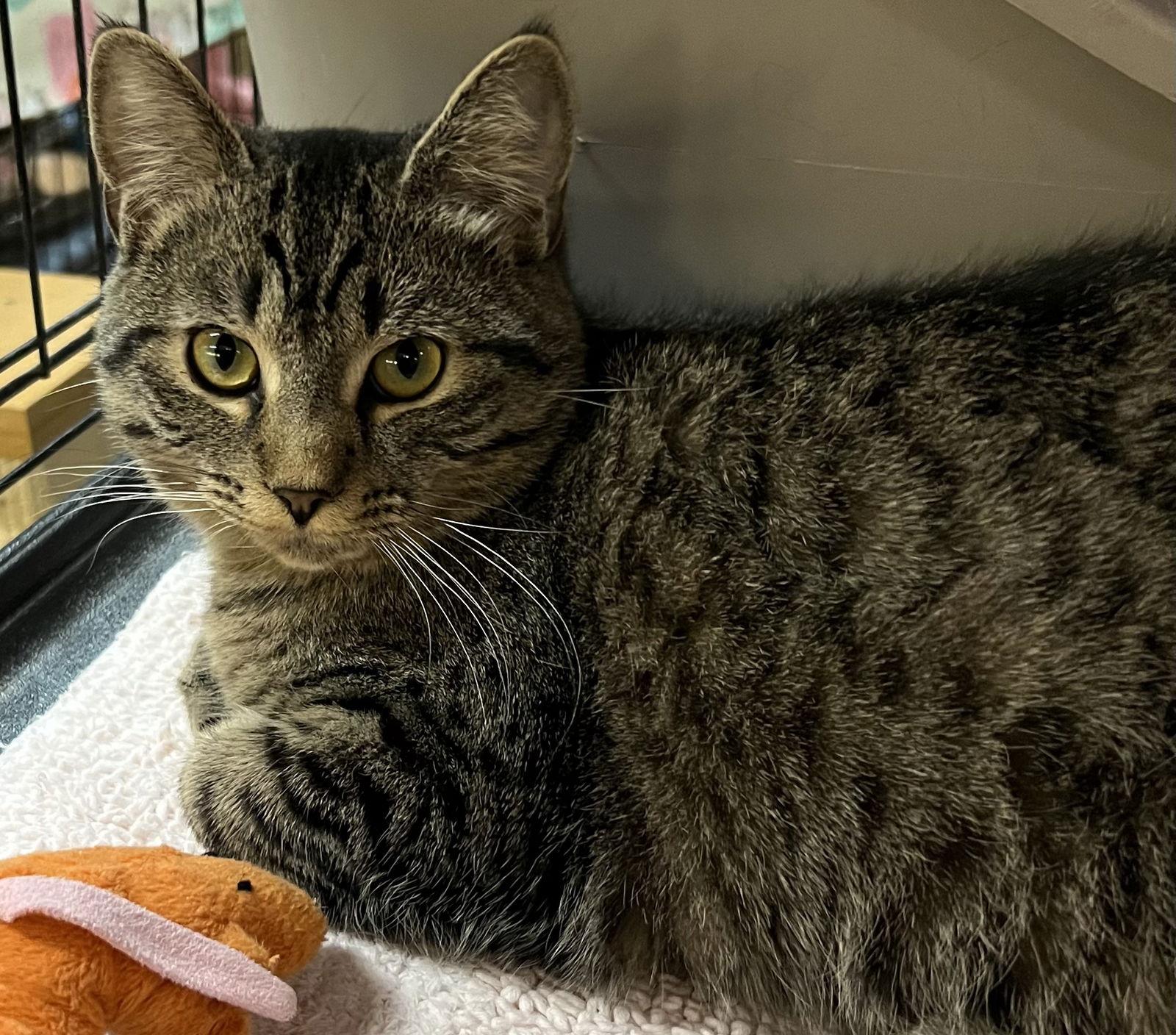 Lainey, Adoptable, Young Female Domestic Short Hair.