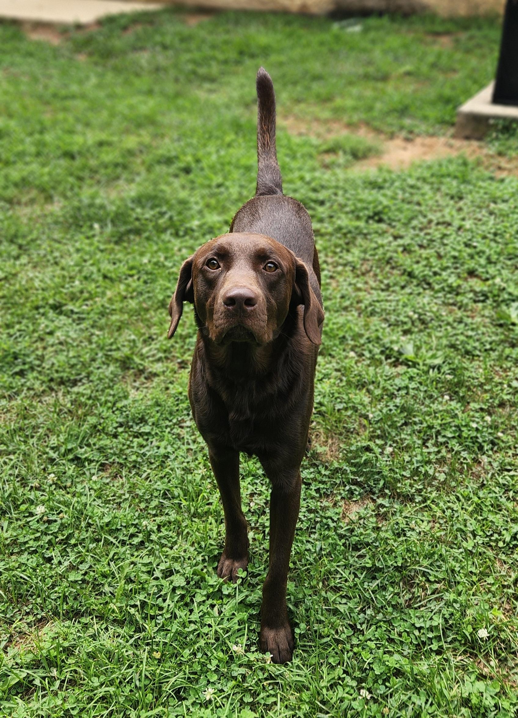 Max, adopted, Adult Male Chocolate Labrador Retriever.