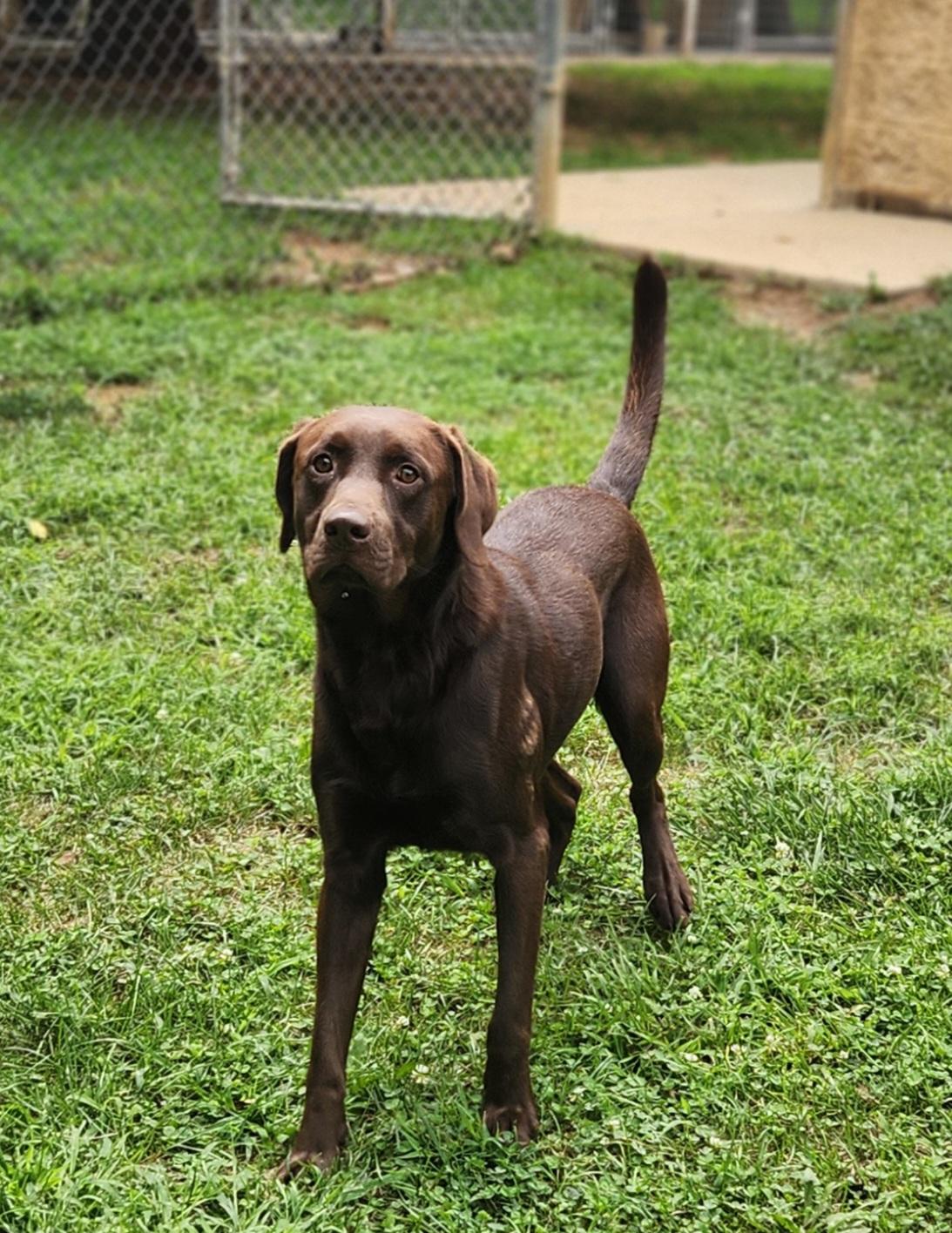 Max, an adopted Chocolate Labrador Retriever in Stanley, VA image 2/2