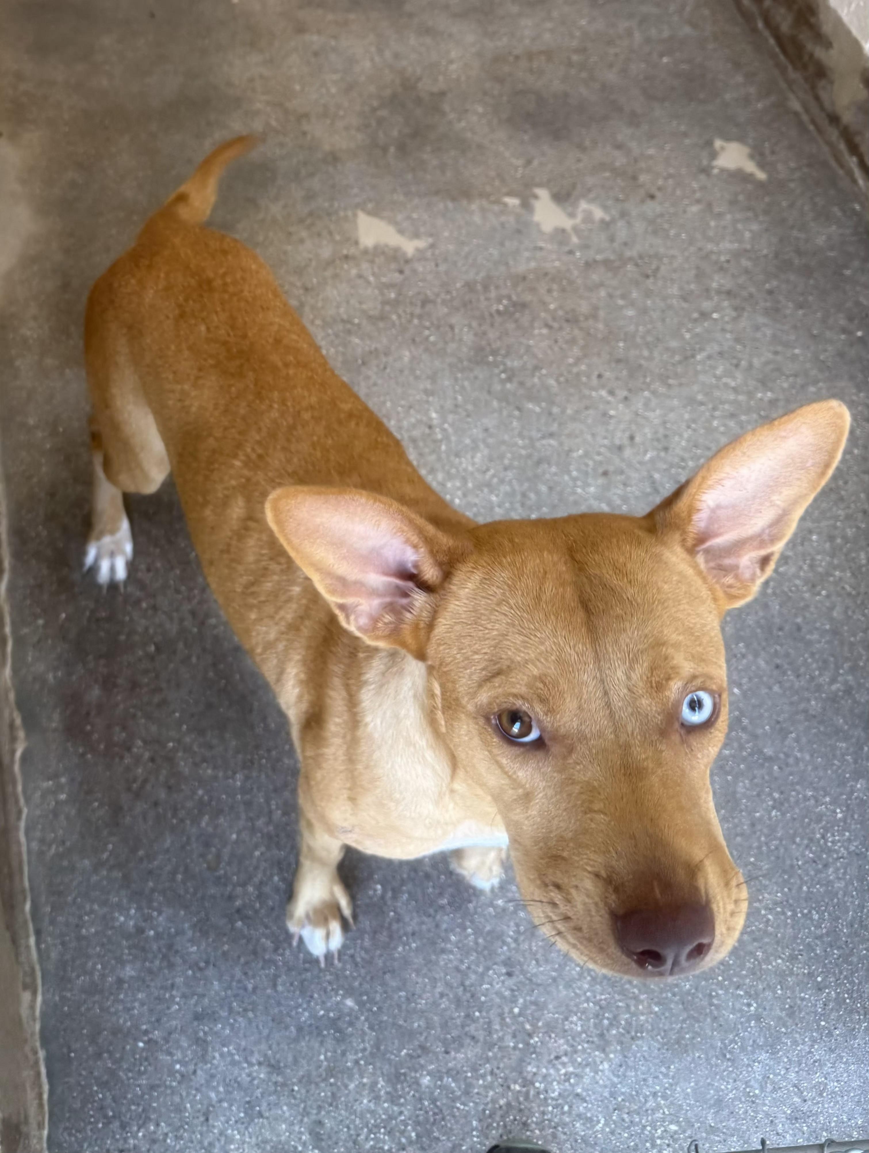 Penelope, Adopted, Adult Female Pit Bull Terrier.