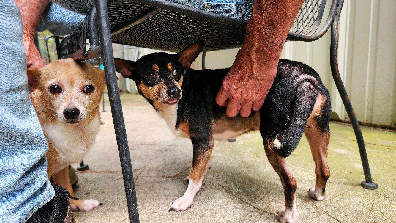 Buddy & Sassy (Bonded Pair), Adopted, Adult Male Mixed Breed.