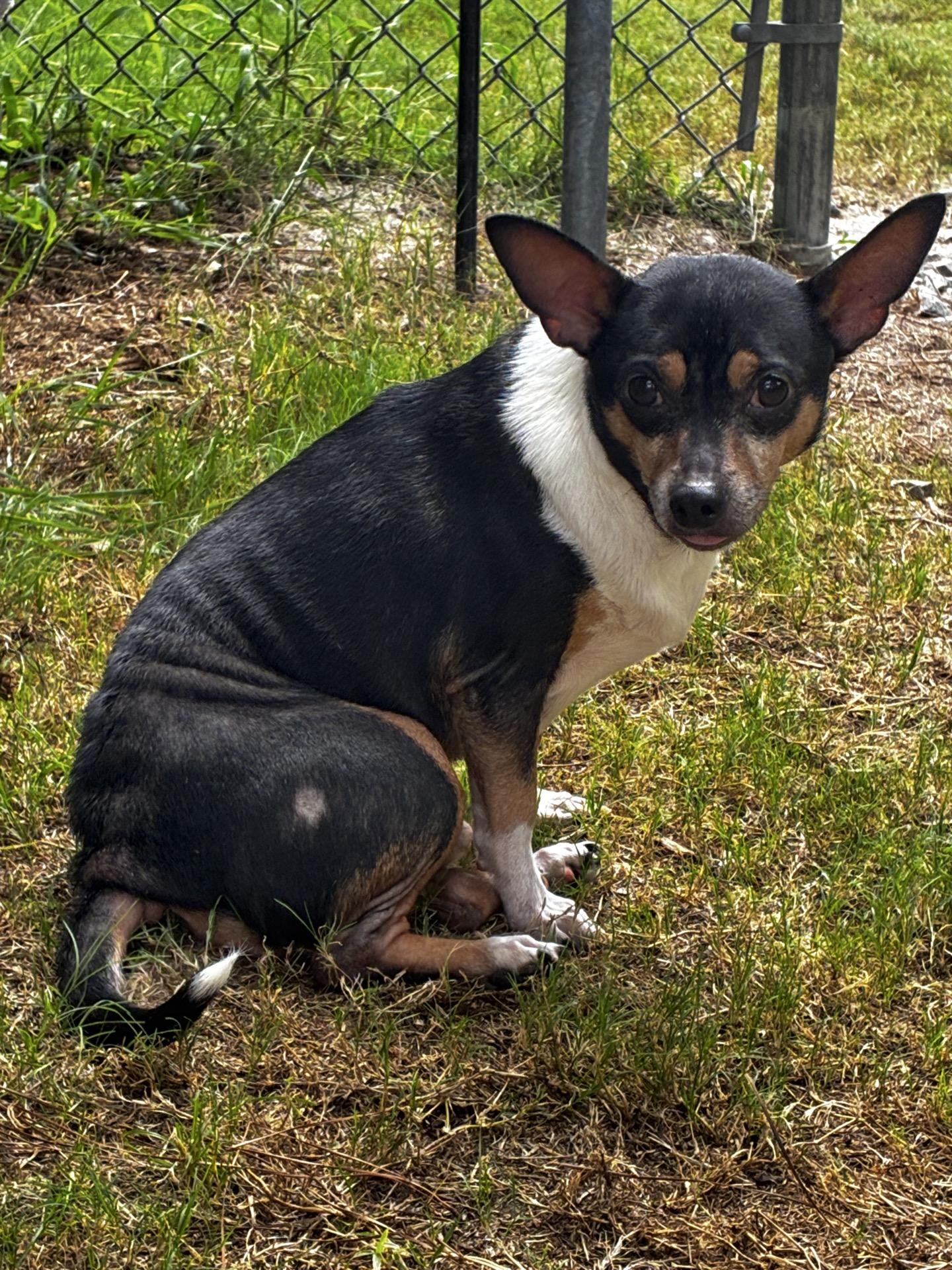 Enlarge Buddy & Sassy (Bonded Pair), a Adopted Mixed Breed in North Augusta, SC image 2/6